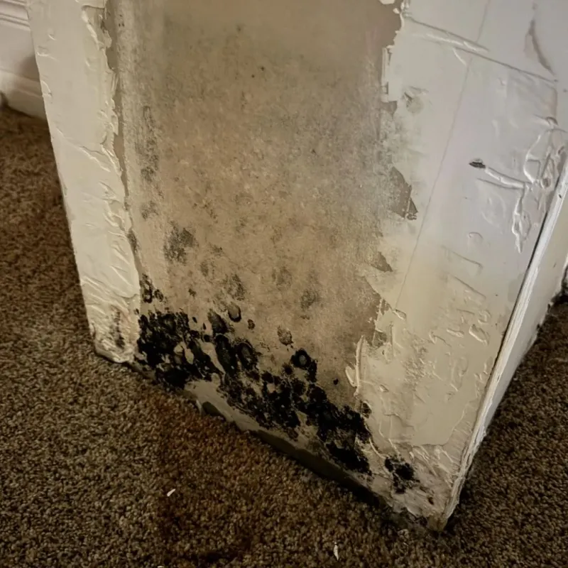 Professional Mold Removal in Charles Mix County, SD